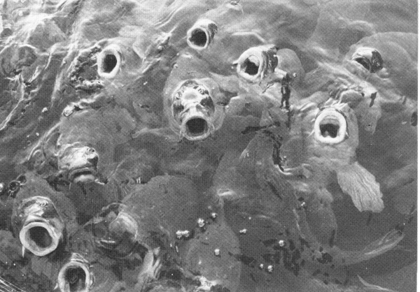 Lake Mead carp waiting for a handout.